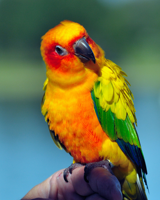 9885  Sun Conure