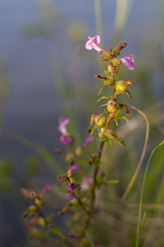 Krrspira - Pedicularis palustris ? ngermanland