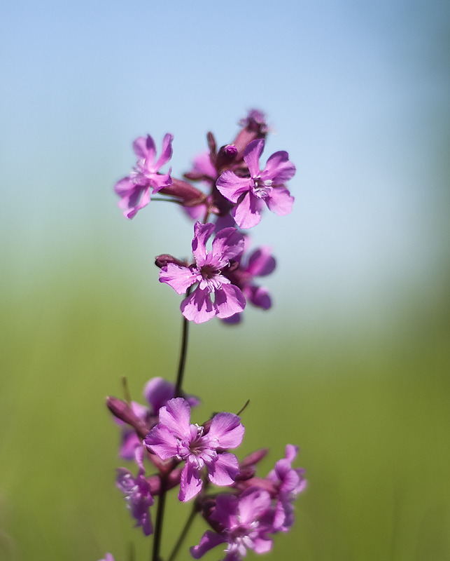blomma Birka