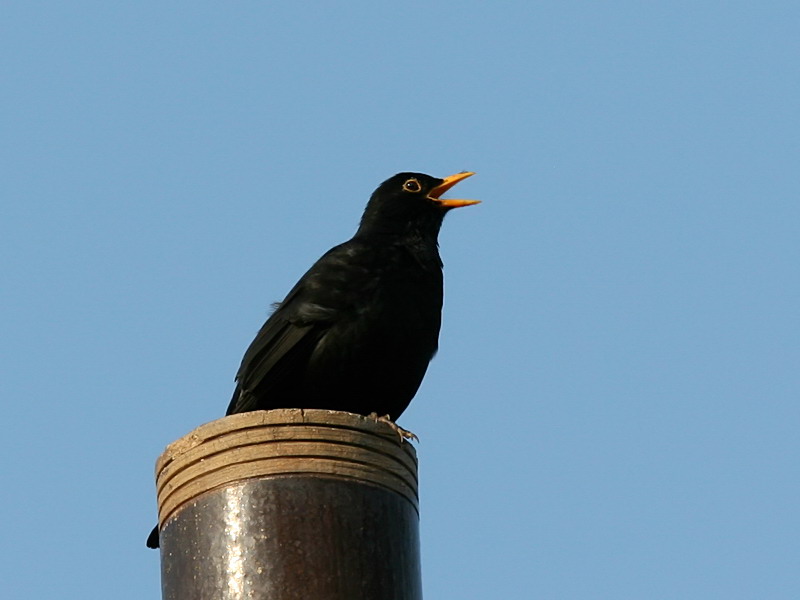 Koltrast - Blackbird (Turdus merula)