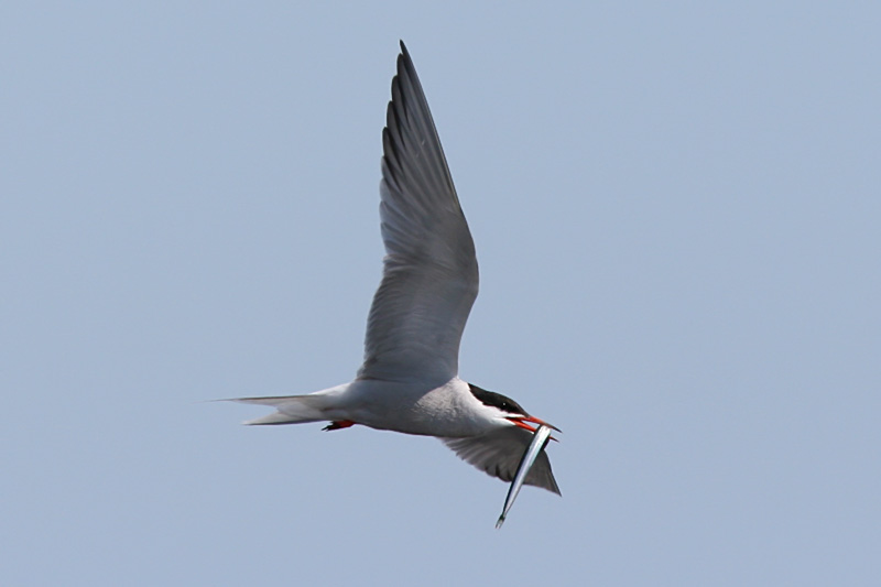 Fisktrna - Common Tern (Sterna hirundo)