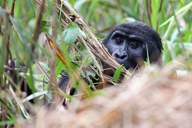 Eastern gorilla - (Gorilla berengei)