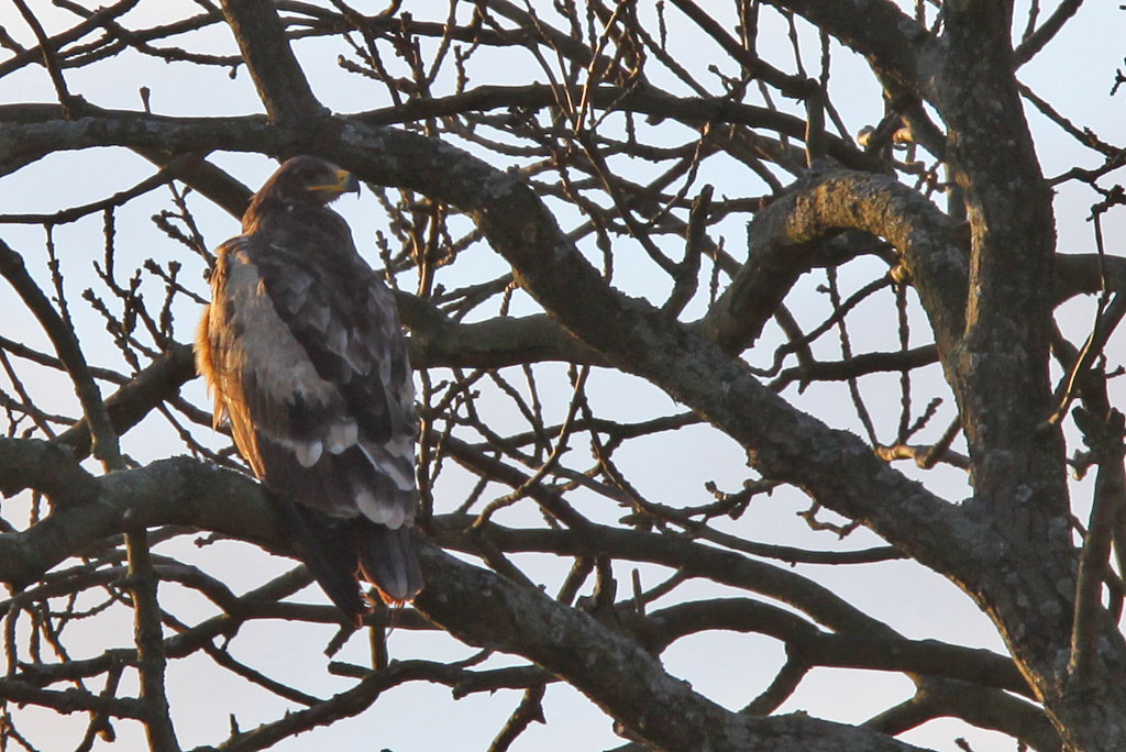 Stpprn - Steppe eagle (Aquila nipalensis)