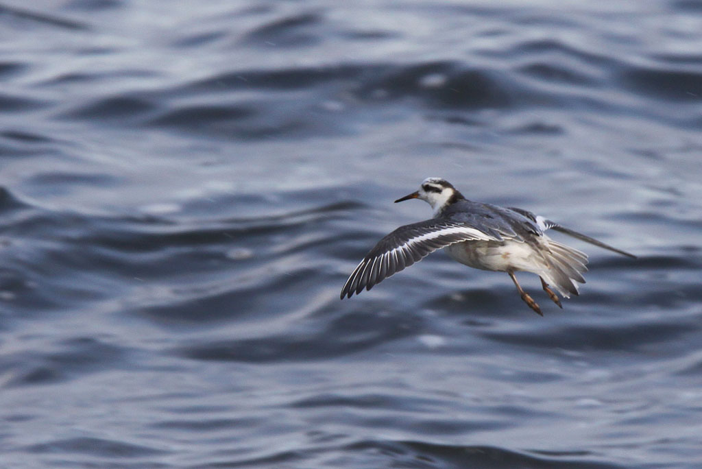 Brednbbad simsnppa - Grey Phalarope (Phalaropus fulicarius)
