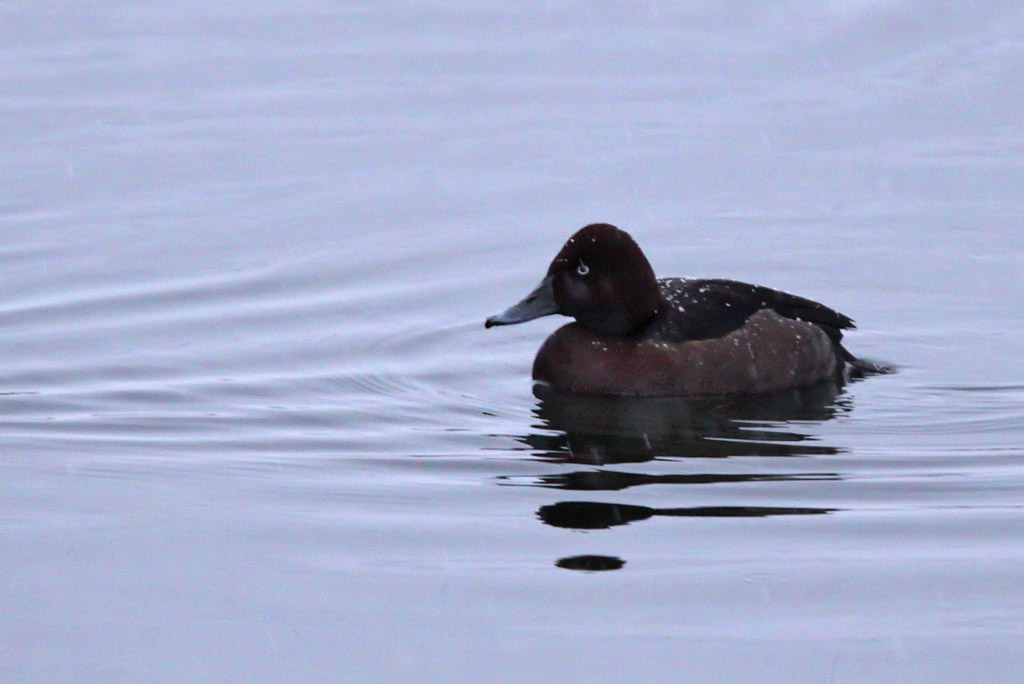 Vitgd dykand - Ferruginous Duck (Aythya nyroca)