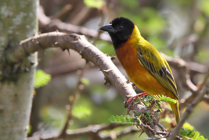 Yellow-backed weaver - (Ploceus melanocephalus)