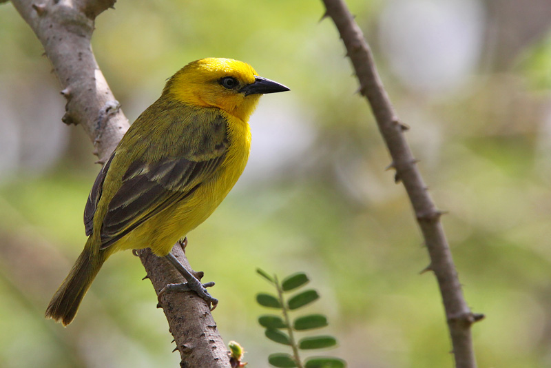 Slender-billed weaver - (Ploceus pelzelni)