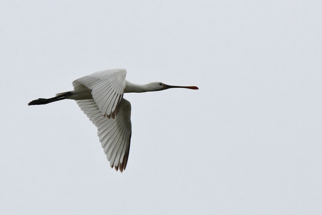 Skedstork	- Spoonbill (Platalea leucorodia)