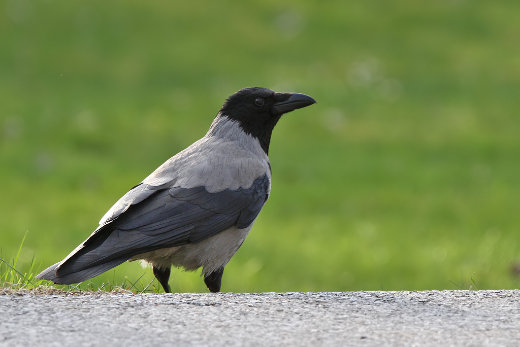 Krka - Carrion Crow (Corvus corone)