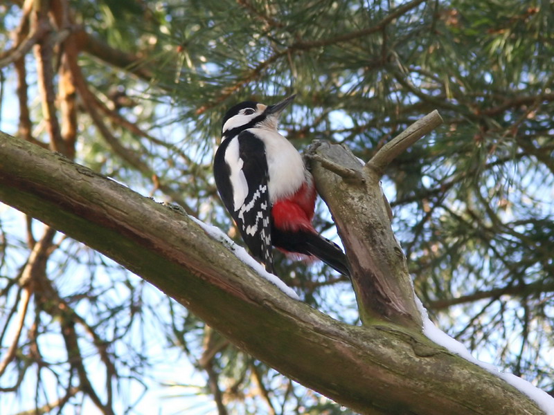 Strre hackspett - Great Spotted Woodpecker (Dendrocopos major)