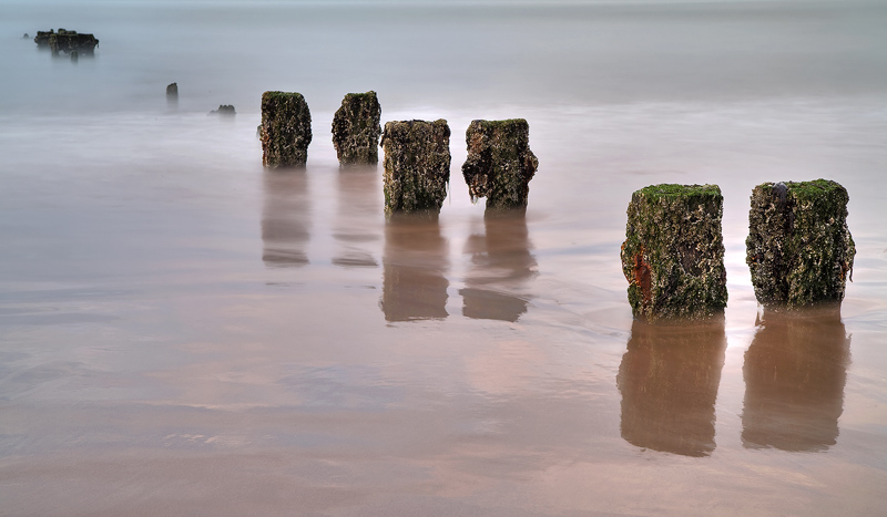 Exposed Stumps