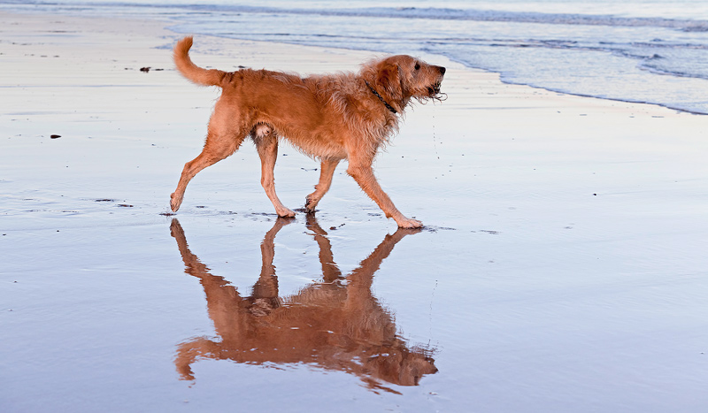 Reflective Bailey