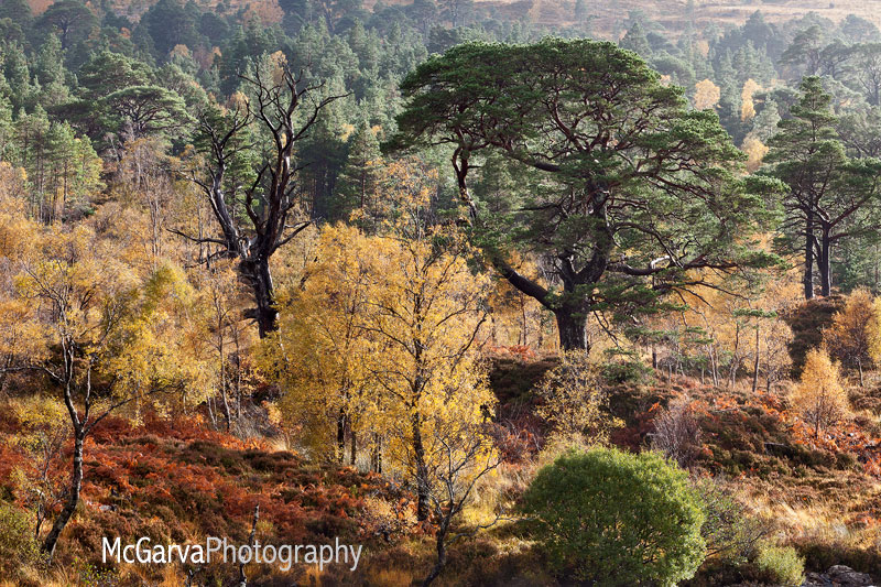 Autumn Allsorts