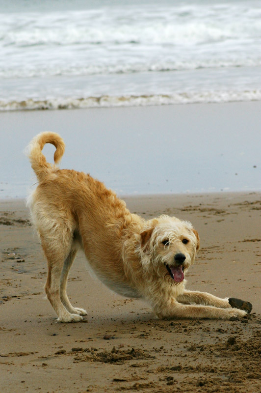 Bailey