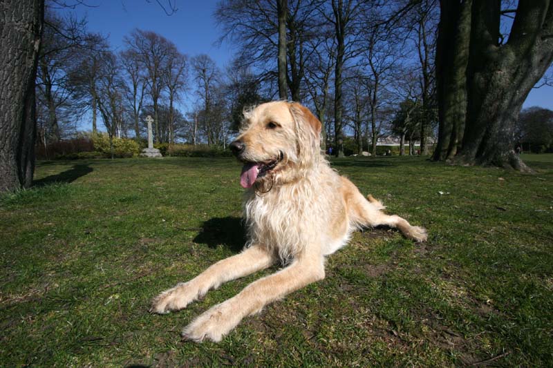 Bailey