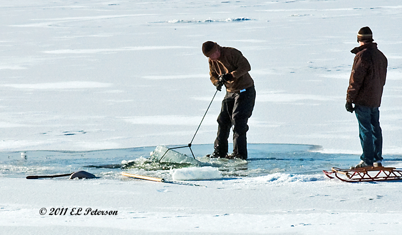 Been a long time since this scene was common ... ice harvesting.