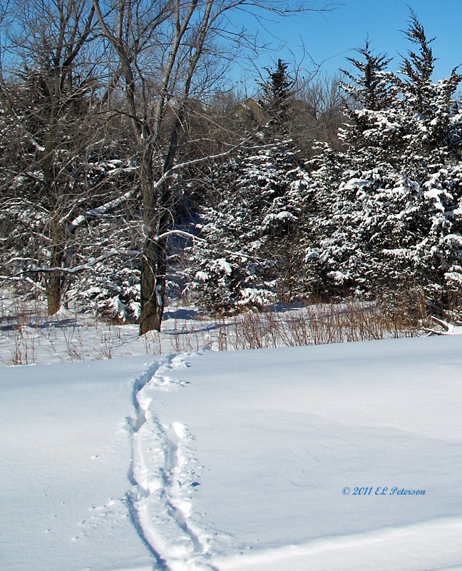 Fresh tracks, time to go hunting.