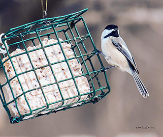 Black-capped Chickadee catching a quick snack on a cold windy day.
An image may be purchased at http://edward-peterson.artistwebsites.com/featured/black-capped-chickadee-edward-peterson.html