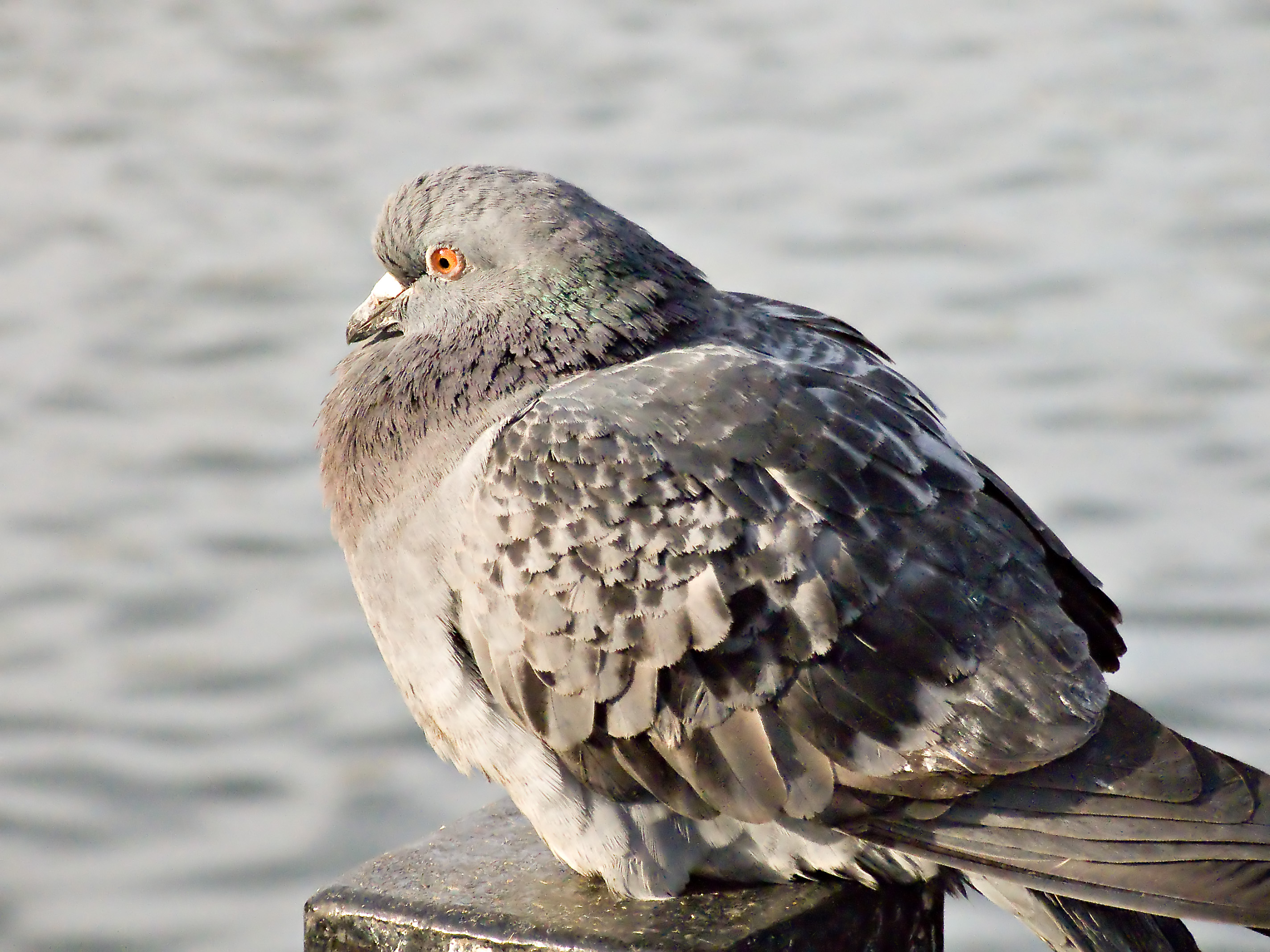 Pigeons_7268-2.jpg