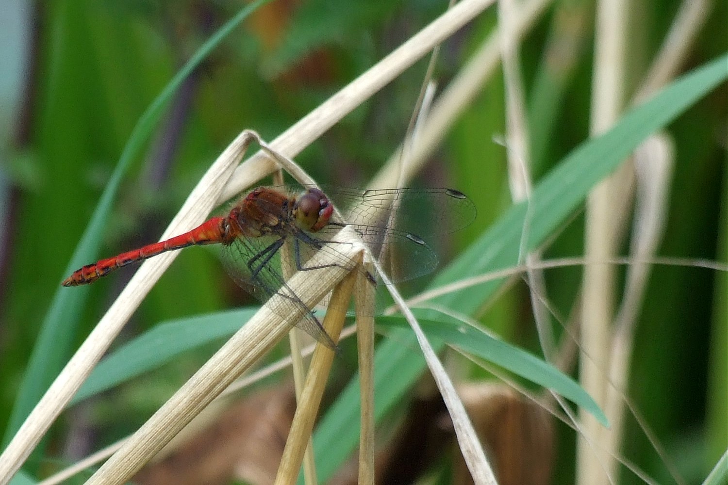 Dragon-fly-CS1-011.jpg