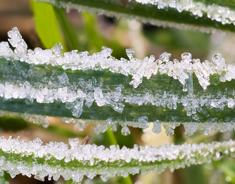 Ice_Crystals_16301_D5000.jpg