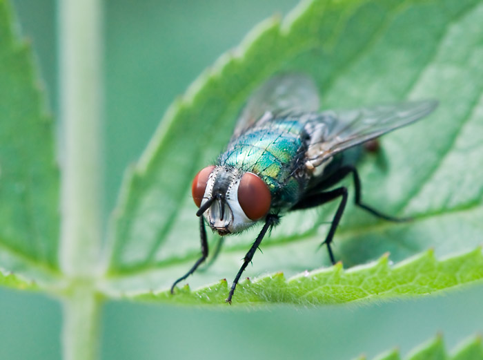 PAD2010_07_03_Fly_DSC_25280_W700.jpg