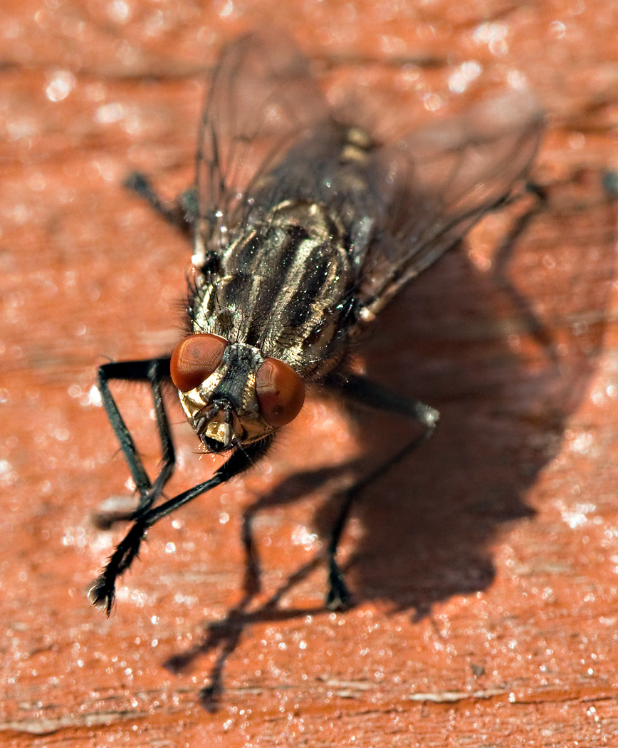 PAD2010_07_06_DSC_26255_H1050.jpg