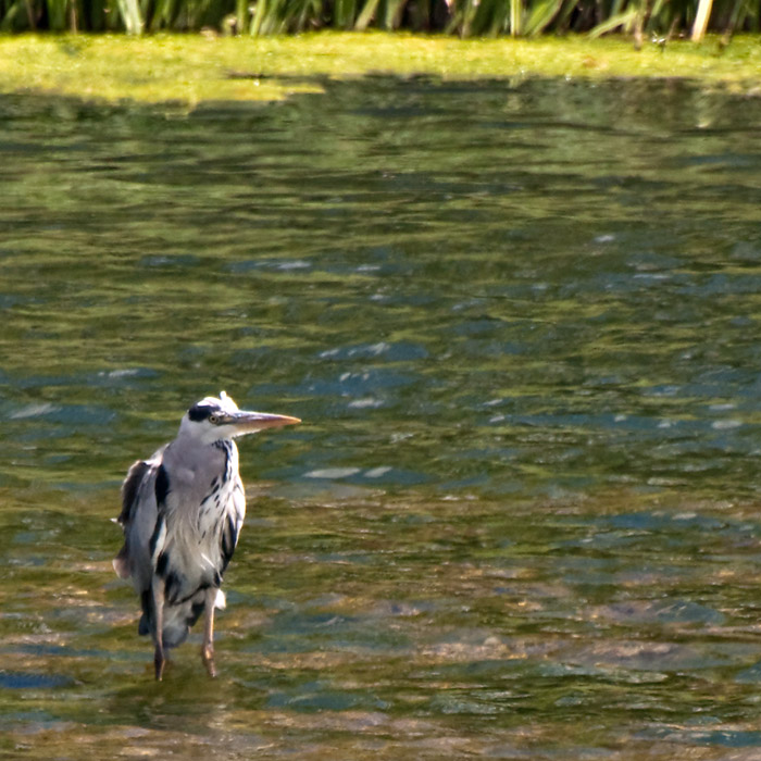 Heron_DSC_26749_S700.jpg