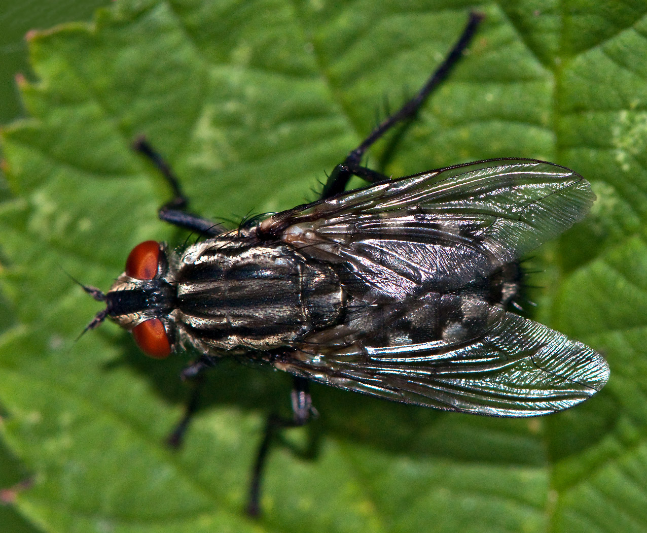 PAD2010_07_19_Fly_DSC_28344_H1050.jpg