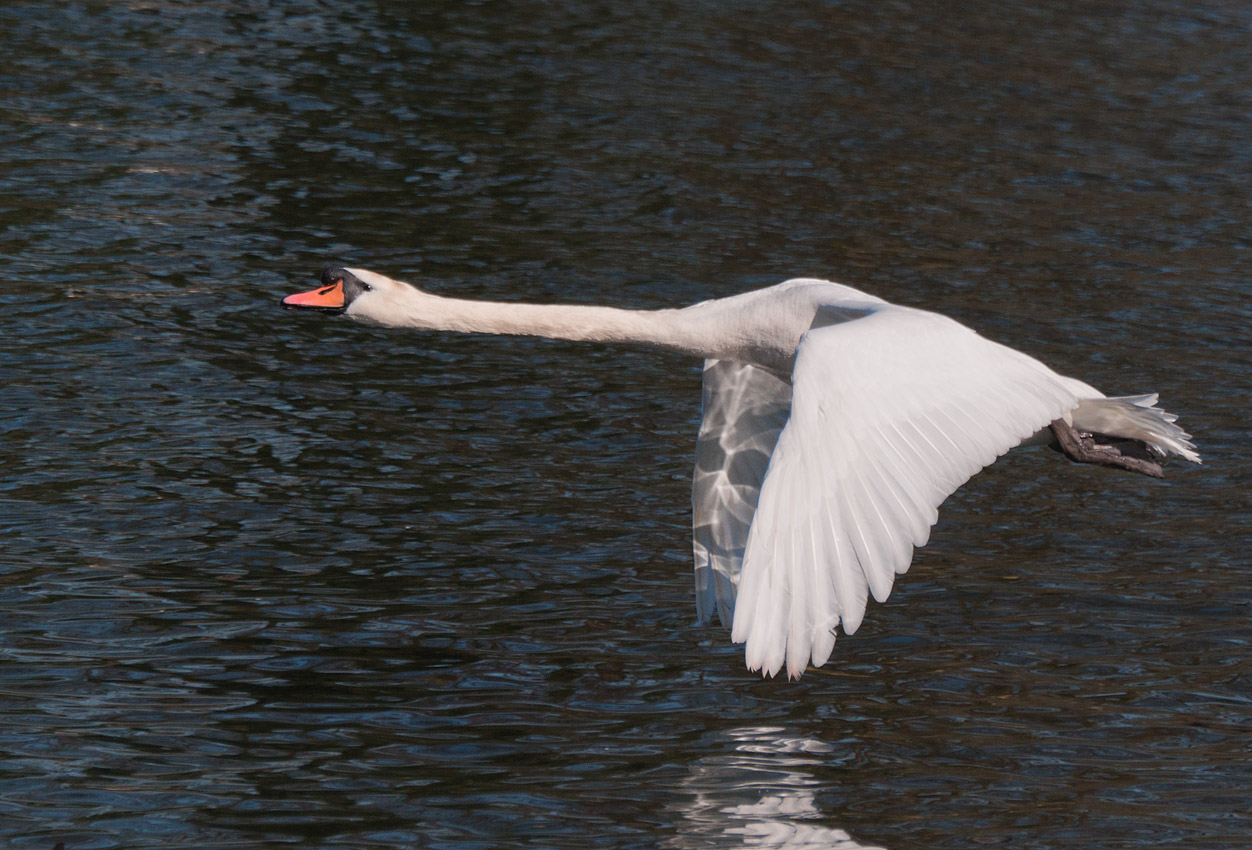 Week 13 Mute_Swan_Flying_226_47479_ed1.jpg