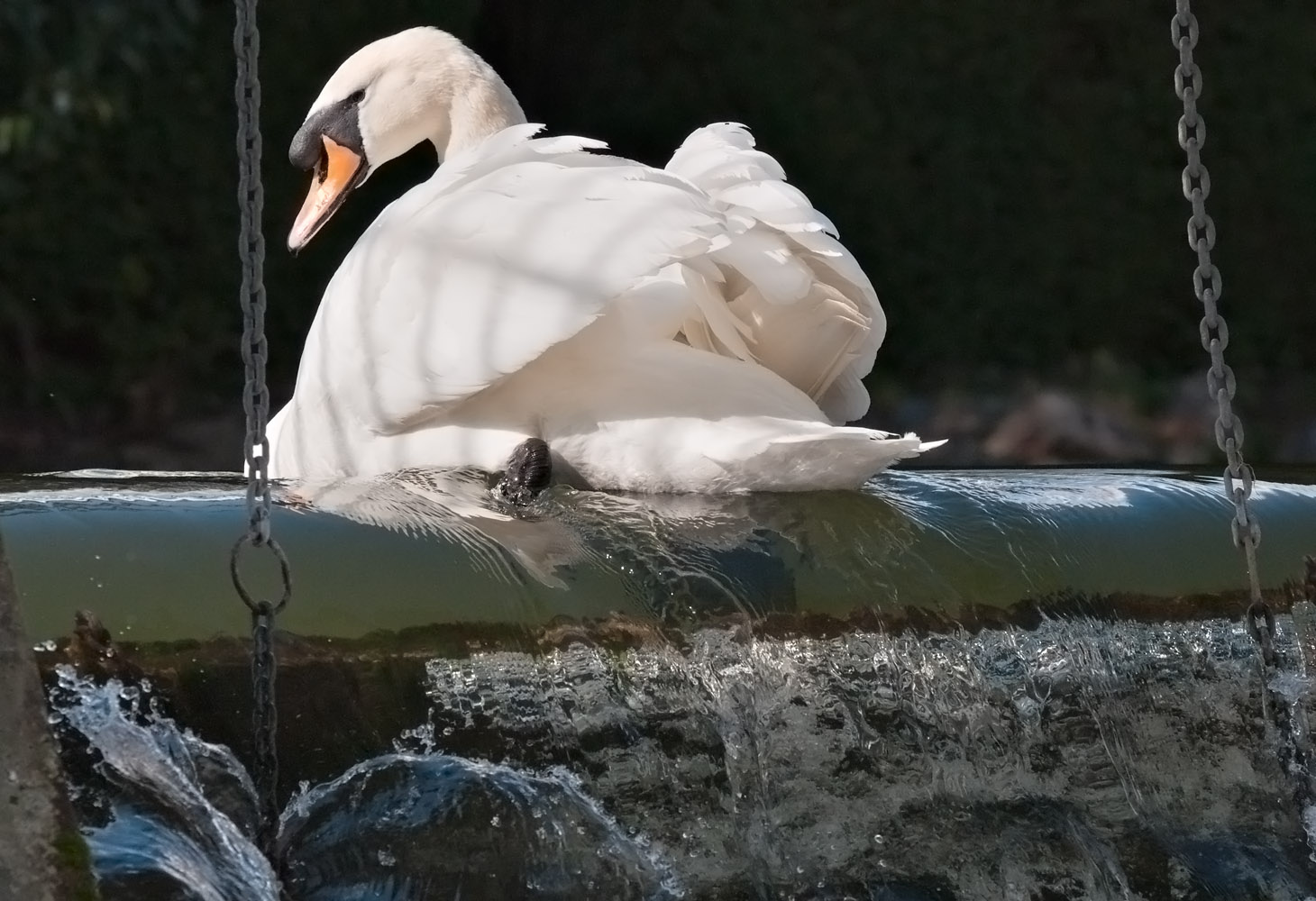 Week 13 Mute_Swan_Paddling_227_47606_ed2.jpg