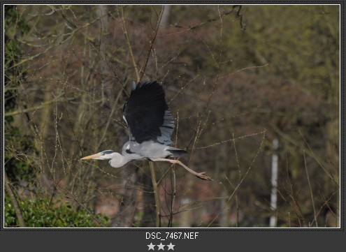 Week 12 226-47467_original.jpg