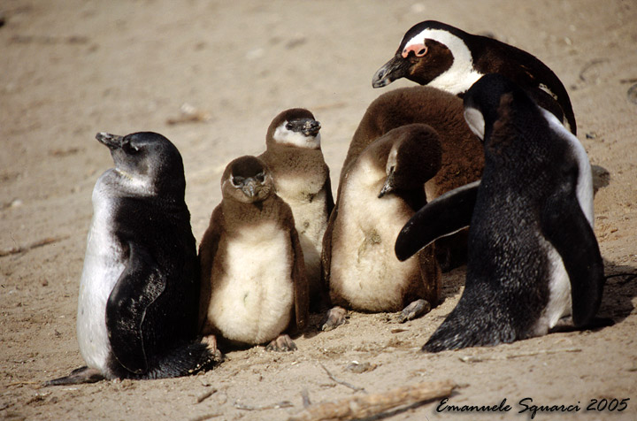 Boulder Beach: penguins