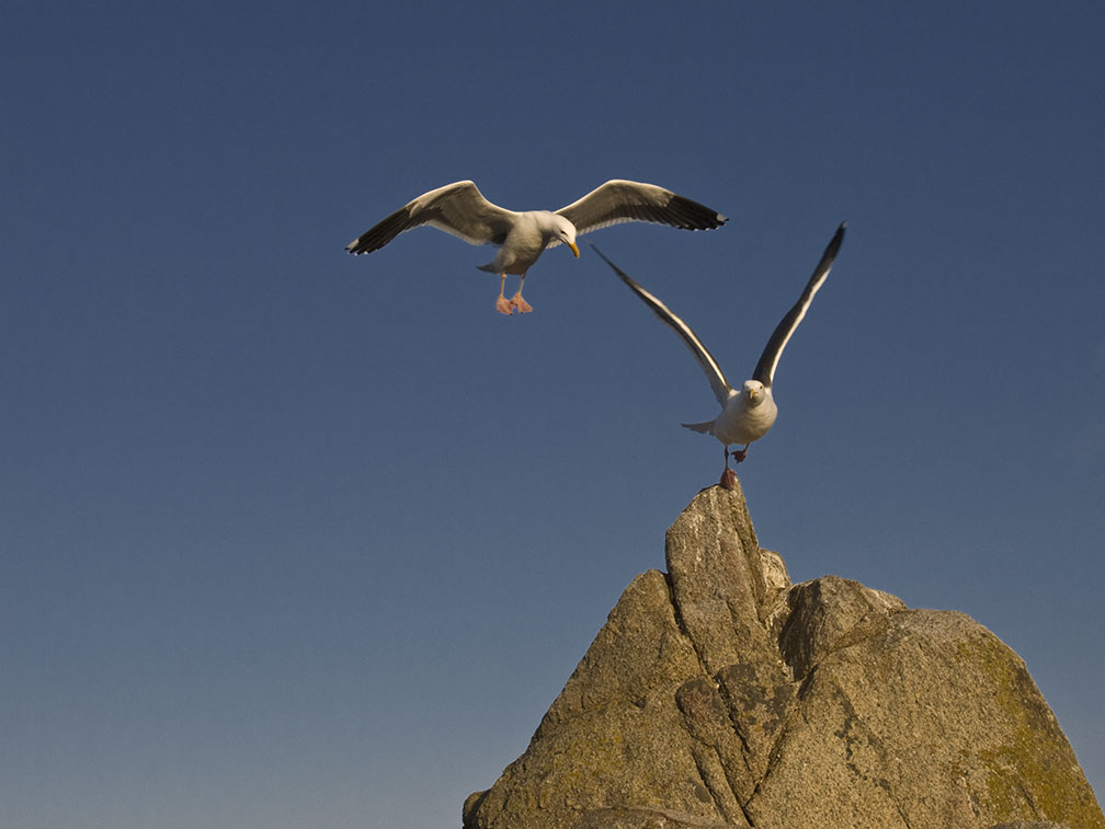 <B>Taking Turns</B> <BR><FONT SIZE=2>Monterey, California, March 2008</FONT>