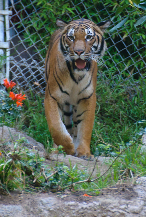 <B>Tiger 1</B> <BR><FONT SIZE=2>Balboa Park and Zoo, San Diego, California - September 2010</FONT>