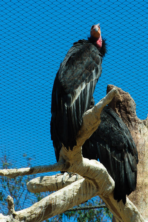 <B>Condor</B> <BR><FONT SIZE=2>Balboa Park and Zoo, San Diego, California - September 2010</FONT>
