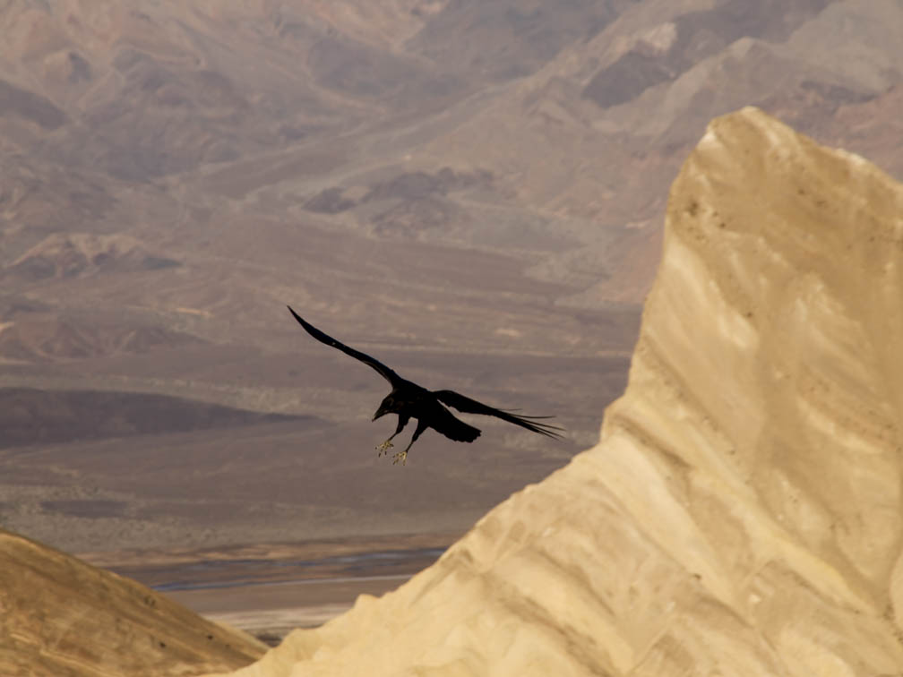 <B>Searching </B> <BR><FONT SIZE=2>Death Valley, California  February 2007</FONT>