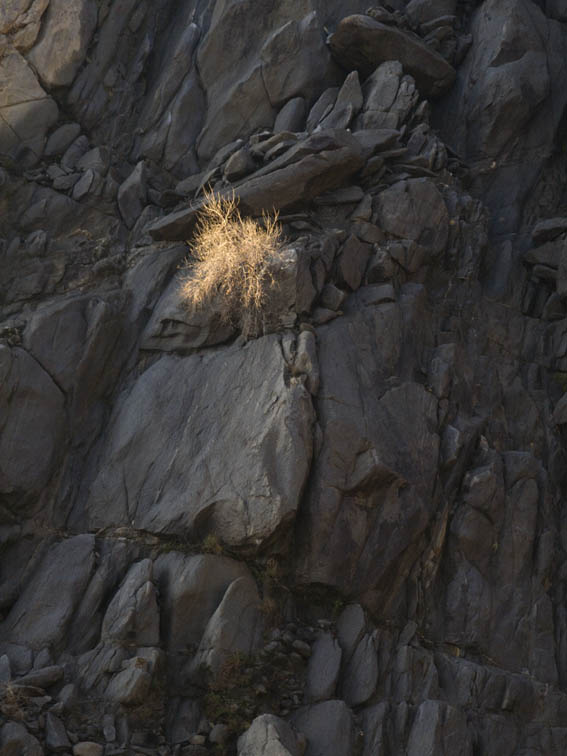 <B>Endurance</B> <BR><FONT SIZE=2>Kern River Canyon, California, February 2007</FONT>