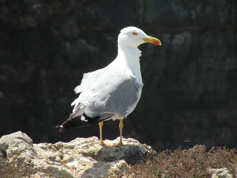 Carrapateira