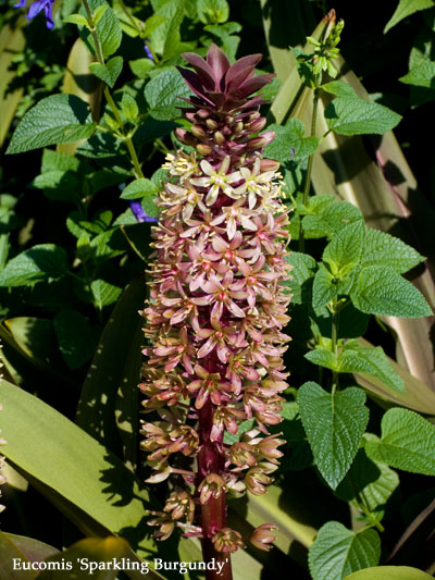 Eucomis Sparkling Burgundy