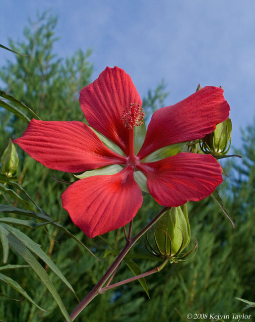 Hibiscus coccineus