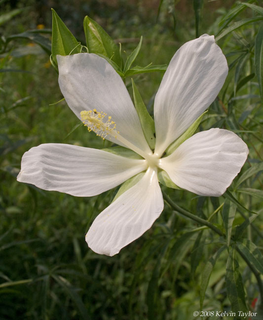 Hibiscus coccineus