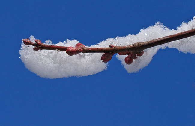 Red maple buds