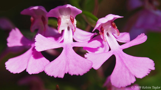 Platanthera peramoena