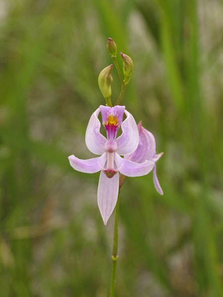 Calopogon pallidus