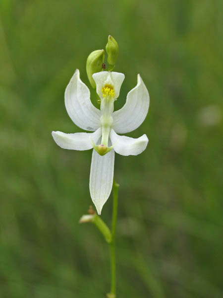 Calopogon pallidus