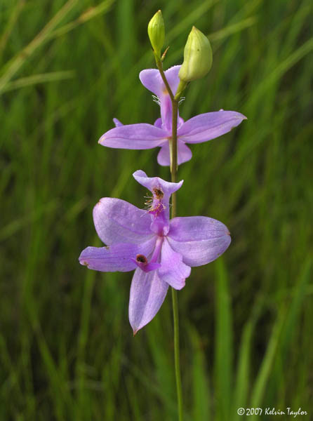 Calopogon tuberosus