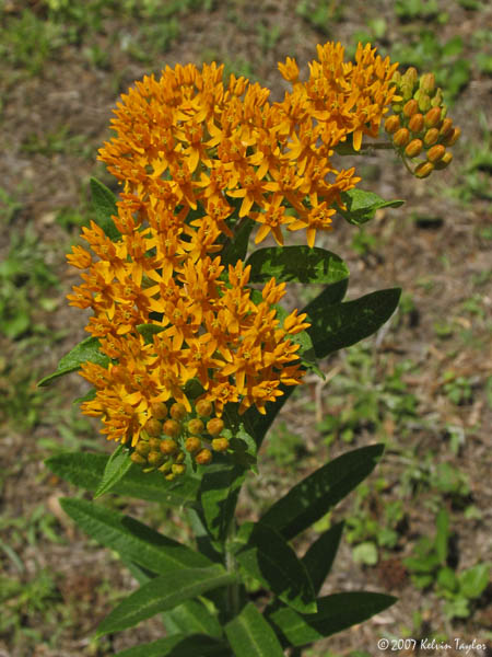 Asclepias tuberosa