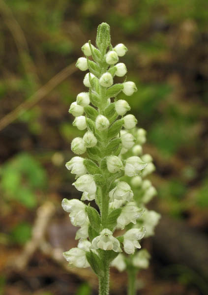 Goodyera pubescens