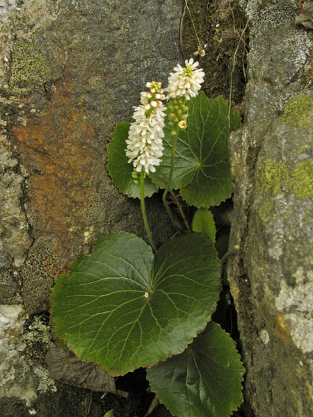 Galax urceolata